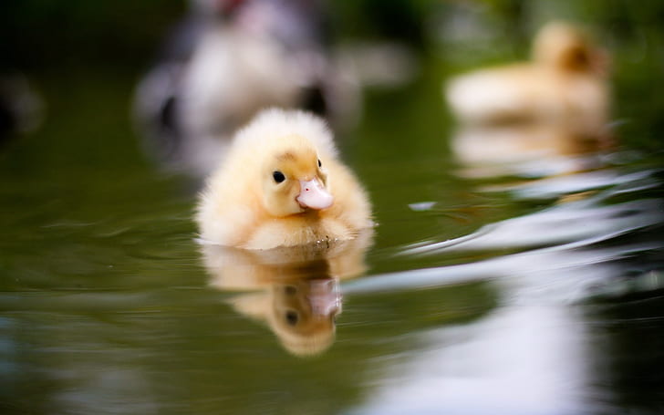 duckling in the pond