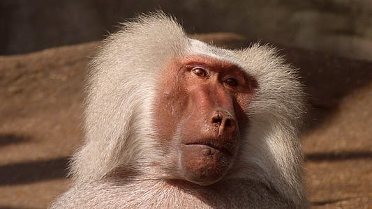 photo of white primate
