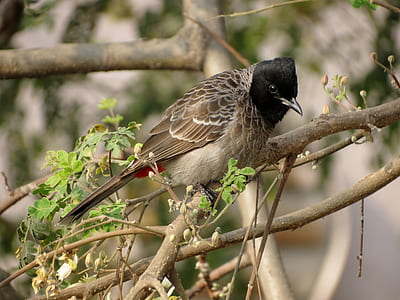 Brown Black Small Beak Bird on Brown Tree Branch during Daytime