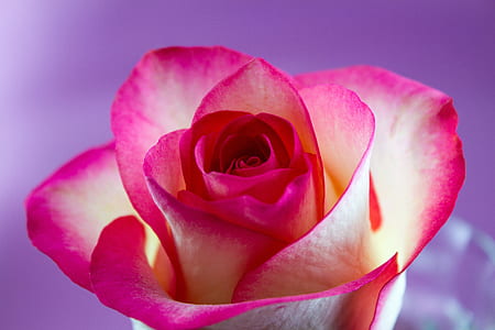 white and pink rose flower in closeup photography