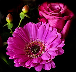 closeup photo of red rose and Gerbera daisy flowers