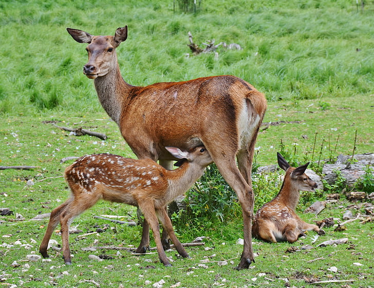 brown deer and two cubs on green grass field