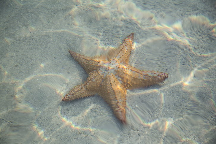 brown star fish under water