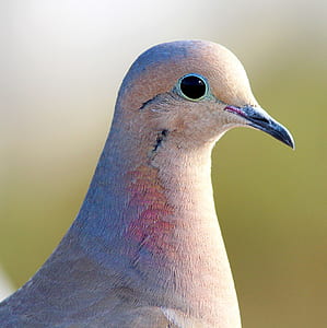 closeup photography of brown pigeon