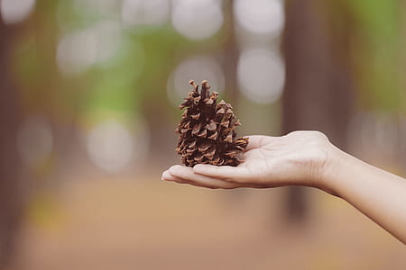 person holding brown pine cone