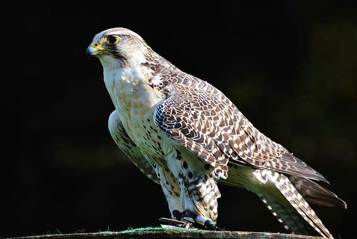 white and brown falcon