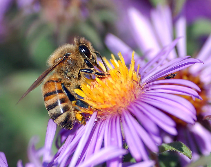 honeybee perched on purple petaled flower at daytime