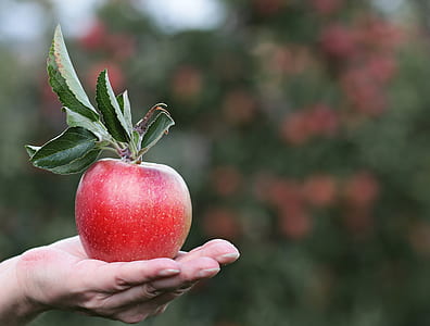 person showing ripe apple