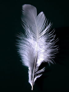 purple feather