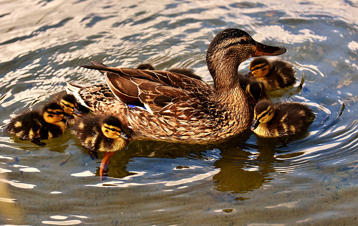 five brown ducklings swimming near brown duck on body of water at daytime