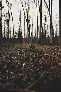 green pineapple under forest