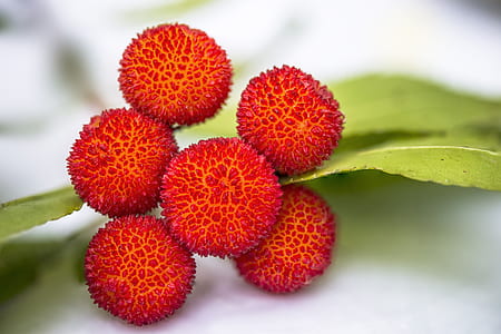 red fruits beside green leaf