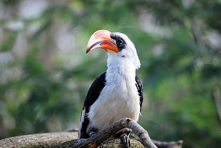 photography of white and black long-beaked bird on tree trunk