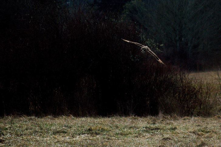 bird flying near green trees and field