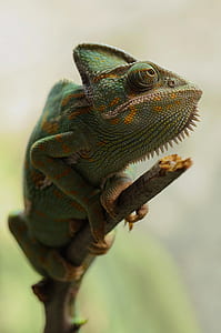 green chameleon in closeup photography