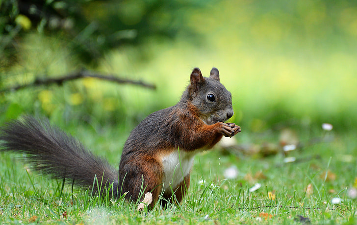 red squirrel on grass