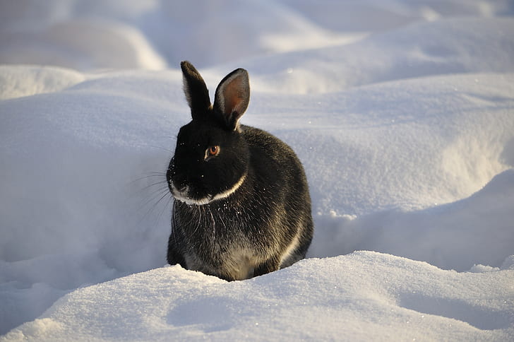 photo of black rabbit in white snow