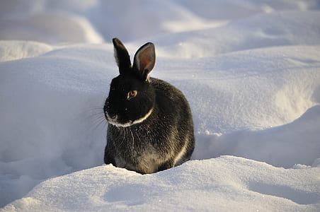 photo of black rabbit in white snow