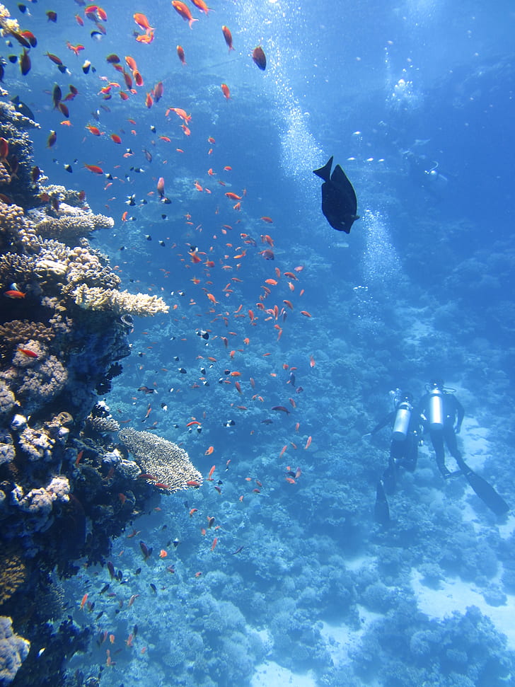 two scuba divers near corals