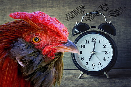 red chicken and black double-bell clock