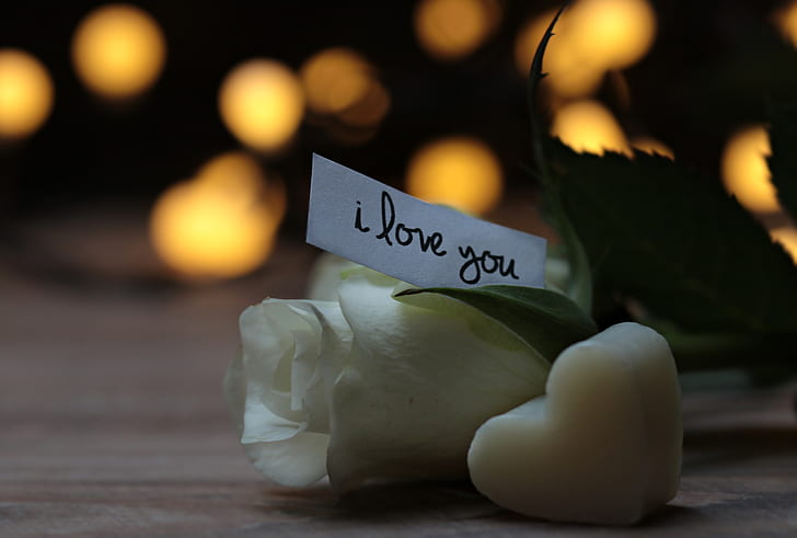 white paper with i love you text on white rose flower