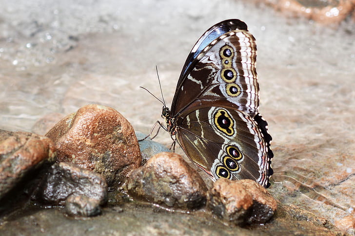 brown and white butterfly perching on brown stone