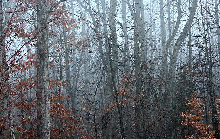 brown tree fogs