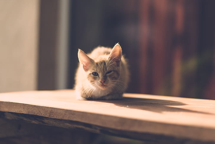 orange Tabby kitten on brown wooden board