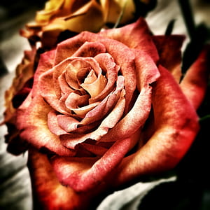 close up photograph of pink rose