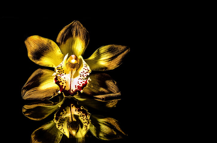 selective focus photography of yellow boat orchid flower