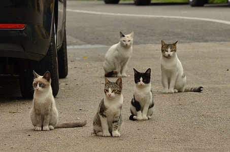 five assorted-color cats near car