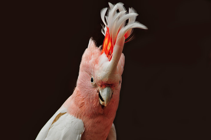 pink and white cockatiel