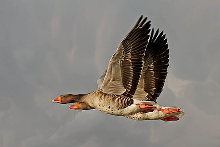 two flying mallard ducks