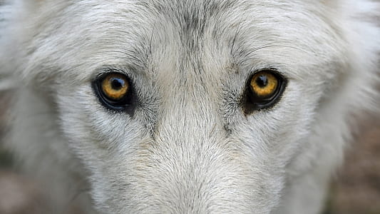 closeup photo of gray animal