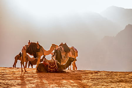 herd of camel photo during daytime