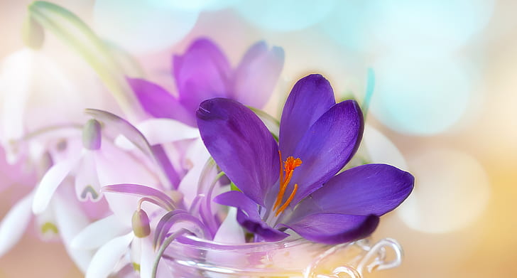purple saffron crocus flower and white snowdrop flowers in clear glass vase