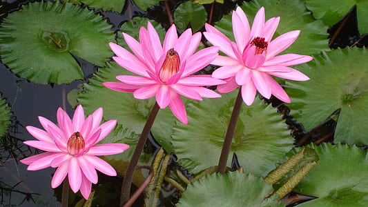 pink petaled flower on body of water