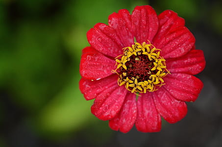 closeup photography of red petaled flower