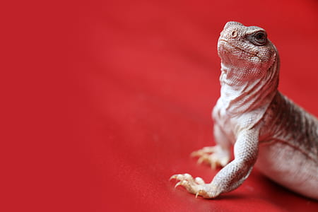beige and brown reptile on red surface