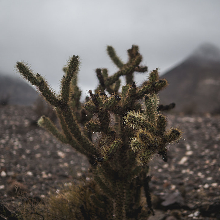 green cactus plant on black rocky field under grey cloudy sky
