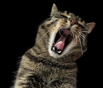 yawning silver tabby cat
