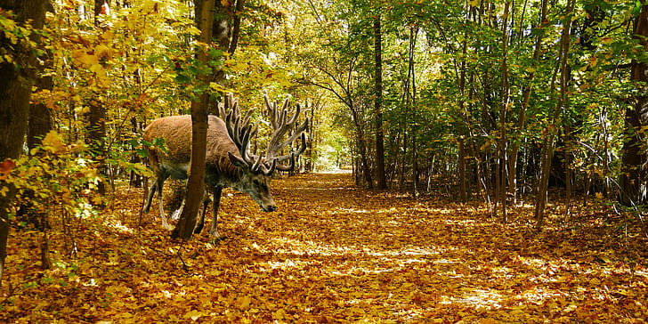 brown moose in the middle of forest