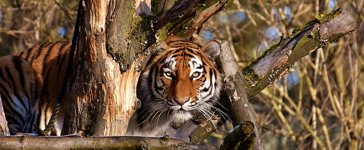 Bengal tiger surrounded by tree branches