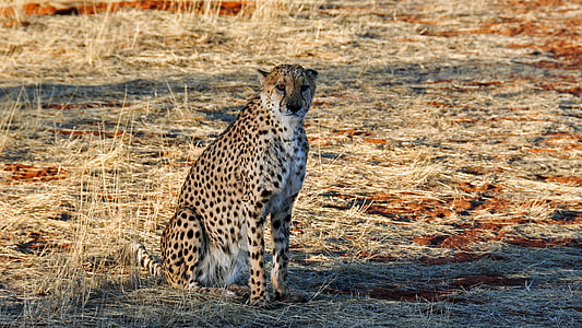 cheetah sitting on grass field