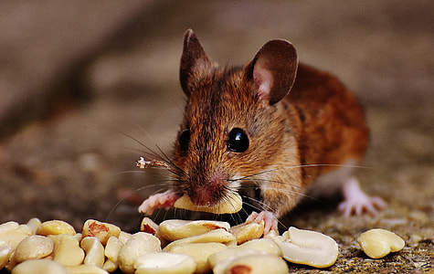 shallow focus photography of brown mice eating peanut during daytime