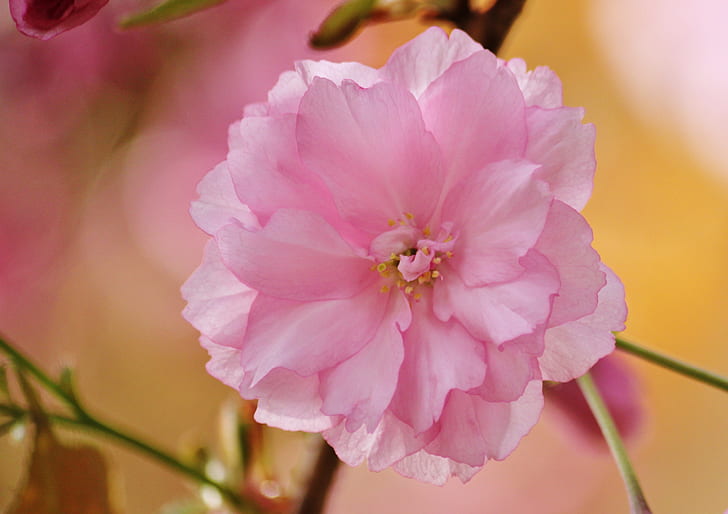shallow focus of pink petaled flower