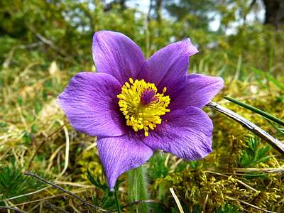 Purple and White Flower Surrounded by Green Grass