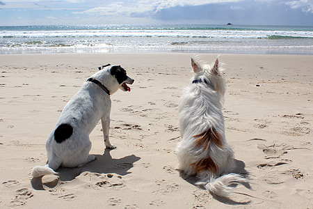 two short-coated coated and wire-haired white-and-black dogs on seashore during daytime