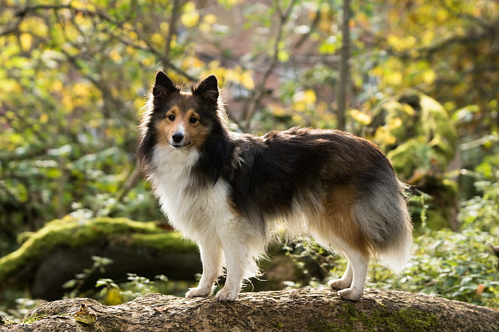 long-coated black, white, and tan dog on tree root