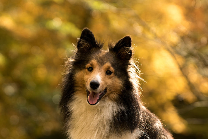 shallow focus photography of adult brown and black rough collie
